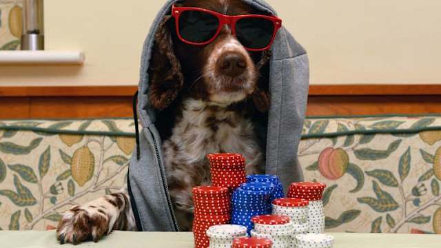 The pooches are back, take a back seat cat people.