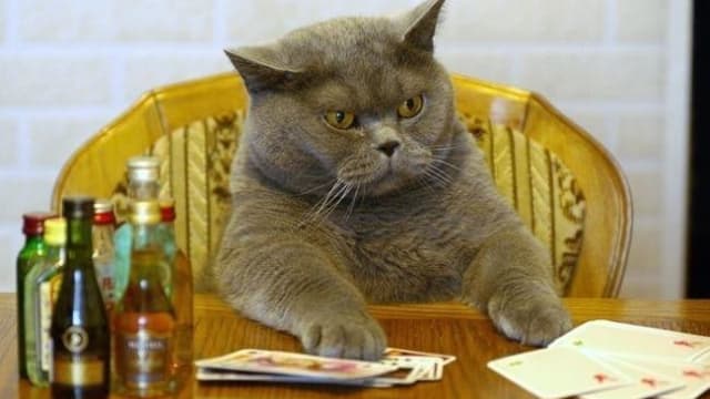 They have nine lives but can they beat a two outer? Moggy poker GIFs for your enjoyment.