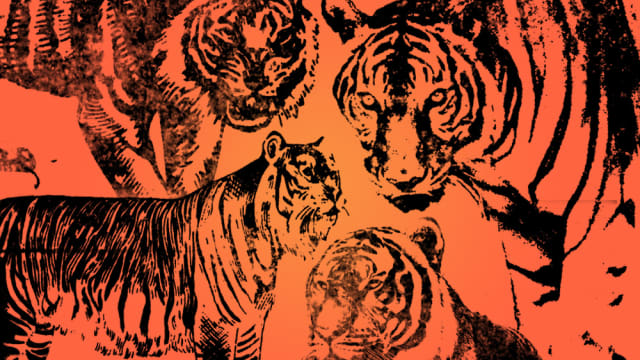 If you were reincarnated as a tiger, which tiger species would you be! Take our personality quiz to find out which of these revered and majestic creatures you are most like and share your result to spread the word and be a part of Discovery's Project CAT, an ongoing initiative with efforts to double the wild tiger population by 2022