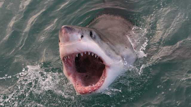 Many of us are afraid of sharks  - but are you afraid of THIS common animal that kills FAR more people in a year than sharks do? Who knew?