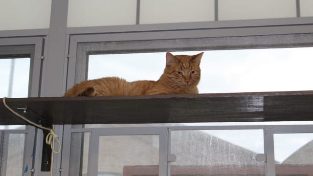 Pendleton prison in Indiana shelters both cats and prisoners, which helps both sides receive a better life.