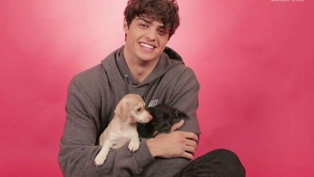 What's cuter than your very own boyfriend? Oh wait...puppies. Puppies are never wrong aren't they. So this puppy quiz will undoubtedly point your love life in the right direction.