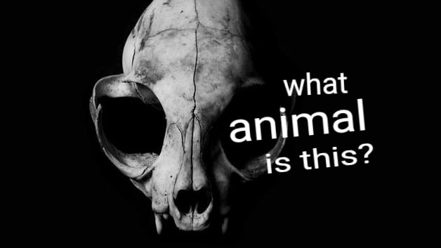 We see the creatures these skulls belong to regularly. But how many of us can identify the animal just by its skull?