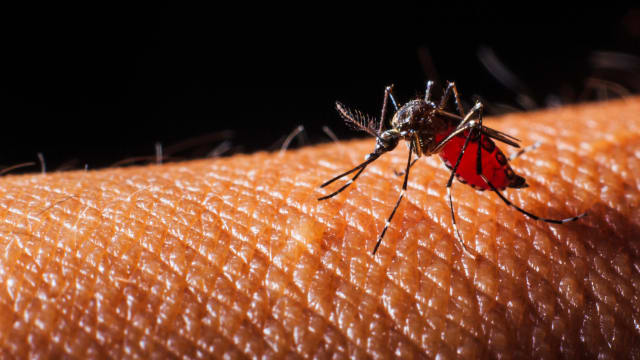 En 2019, Guatemala, Honduras y Nicaragua han declarado alertas epidemiológicas como medidas para la prevención y control del dengue