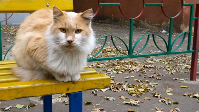 5 Useful tips when trying to help a street cat...