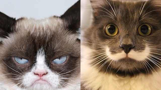 Catitude is everything.