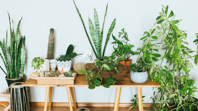 House plants can add a feeling of nature to an interior space. But what if you don't have much of a green thumb? No worries, keeping these plants alive couldn't be easier.