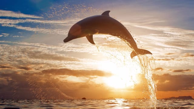 Find out which species of dolphin represents you best!