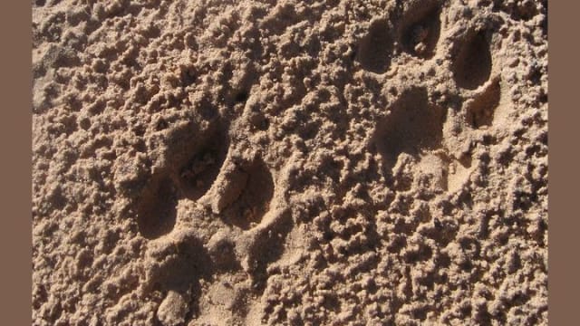 Can you guess which animals produced these tracks?
