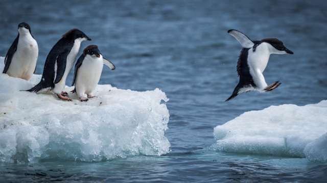 Can you discern the birds that can fly from their flightless comrades?