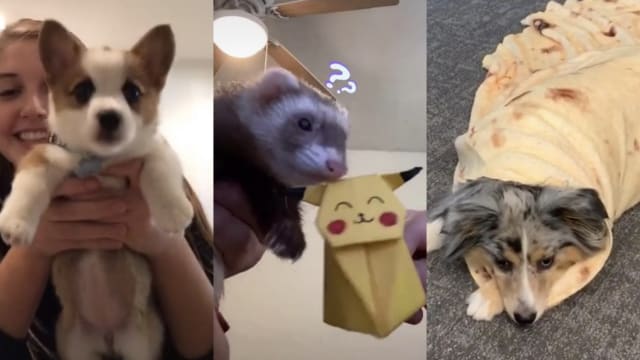 These videos will give you 12 more reasons to love animals. 
