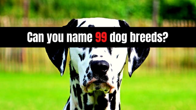 Are you ready for the longest dog breed quiz in history?