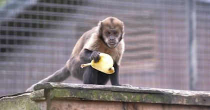 OMG! This Monkey Stole Someone's Camera And Took An Epic Selfie!