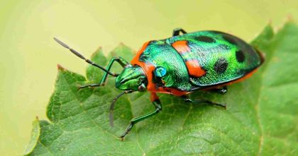 10 datos curiosos sobre los insectos (Parte II)