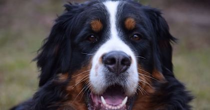 Wie du deinen Hund glücklich machst