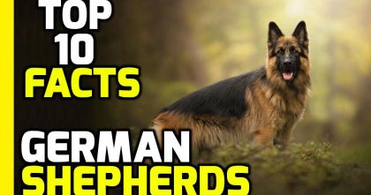 Top 10 Amazing Facts about German Shepherds