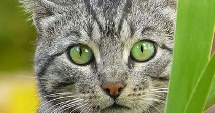 What Is Your Warrior Cat Name