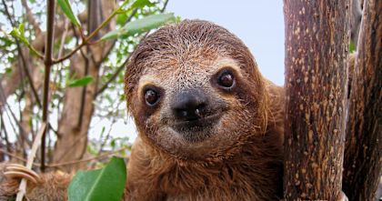 Welke dieren zijn dit?