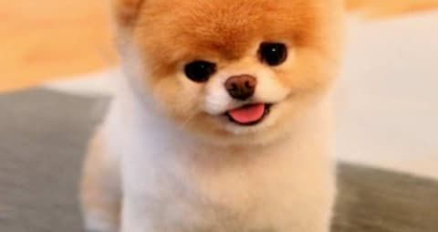 Top 10 online teacup dogs
