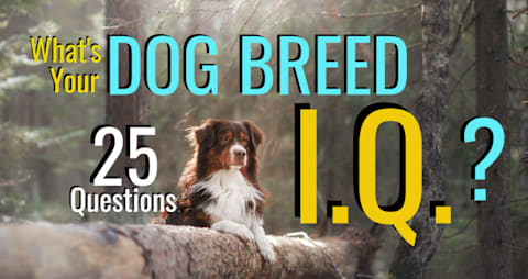 Dog breed iq sale