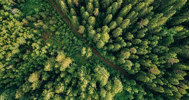 Día Internacional de los Bosques