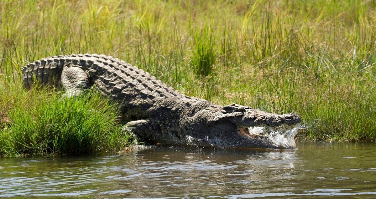 Gustave, el cocodrilo que devoró a 200 personas