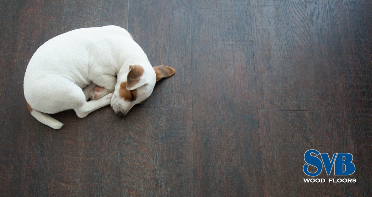 Find Your Bark Quiz