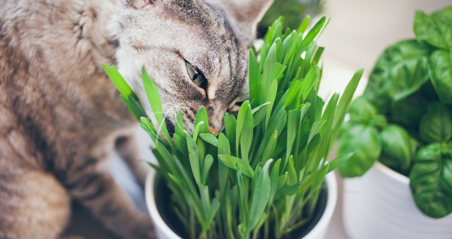 warrior cat herbs - Google Search