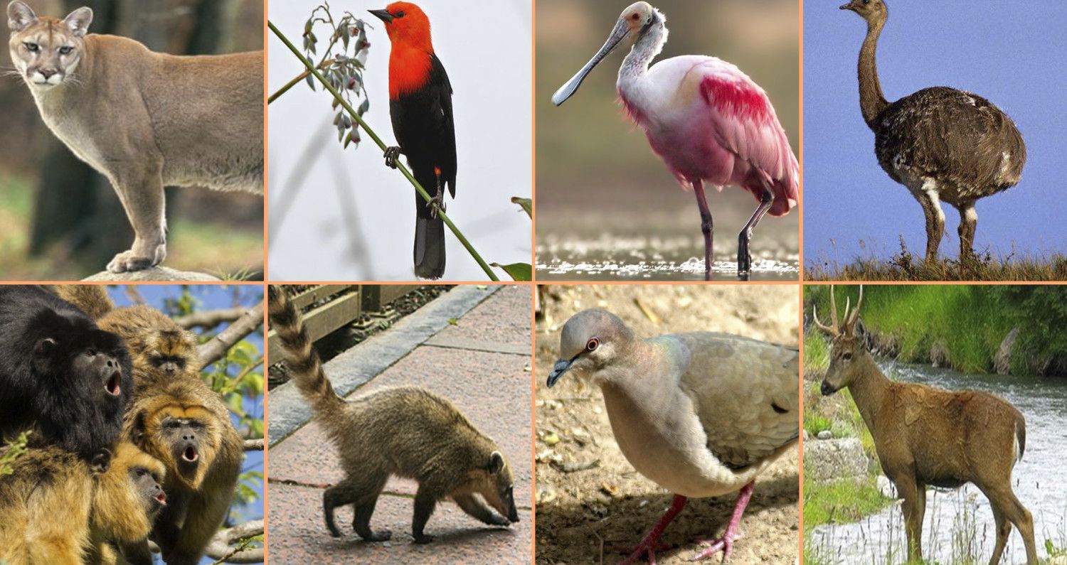 Cuánto sabés sobre fauna argentina?