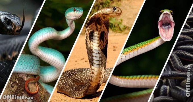 Тест на змею. Змея особой ядовитости. 10 Самых опасных змей на земле. Змеи тест.