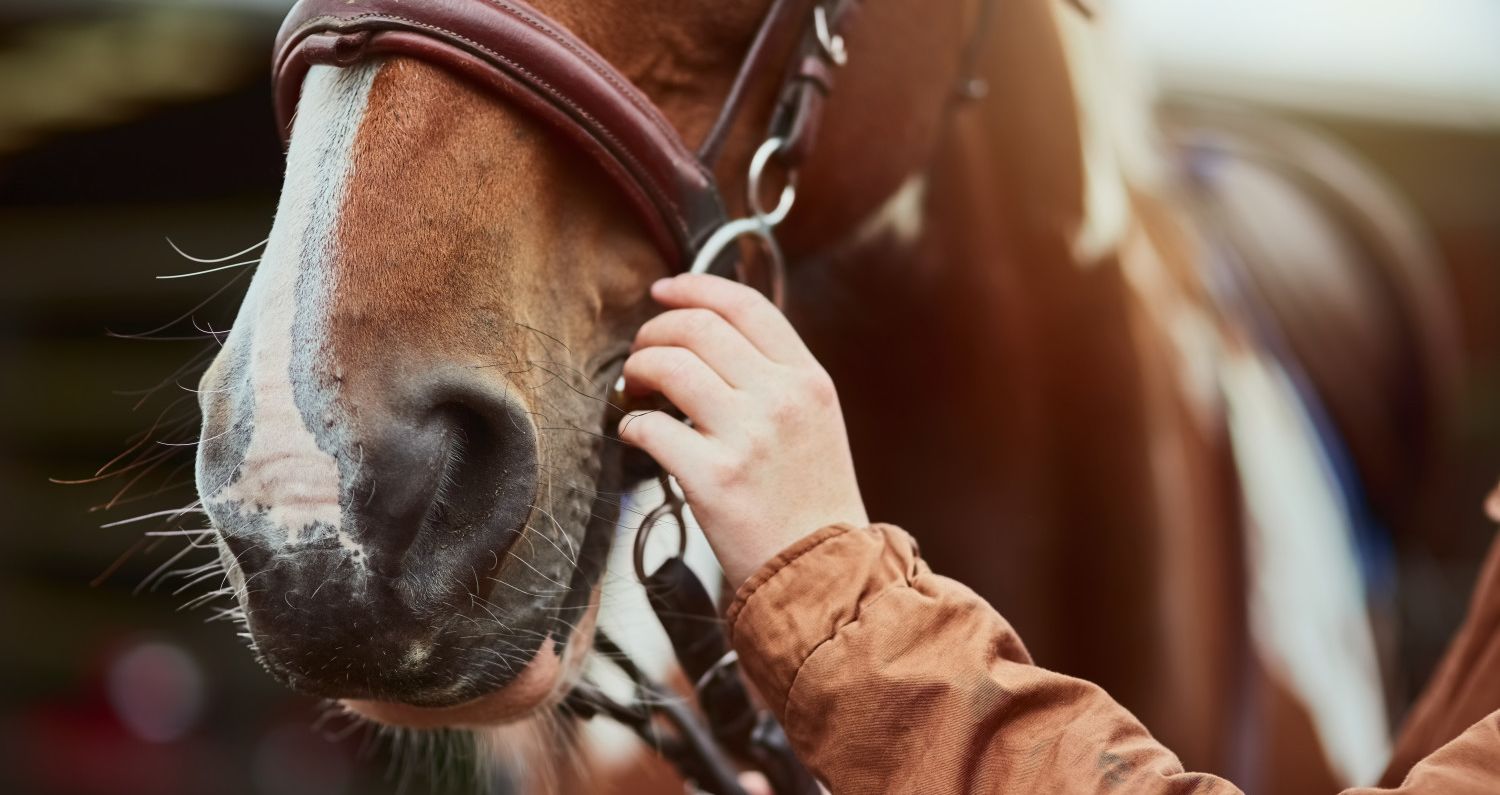Pasos para poner una montura a un caballo correctamente