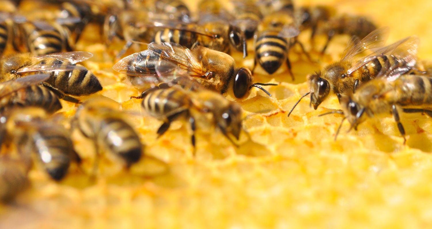 Why We Need to Help Save the Honeybee