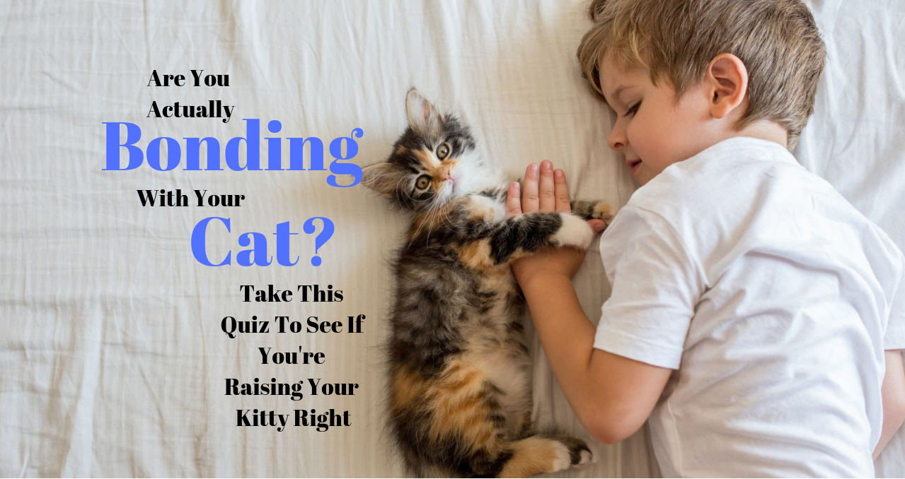 Are You Actually Bonding With Your Cat? Take This Quiz To See If You're Raising Your Kitty Right