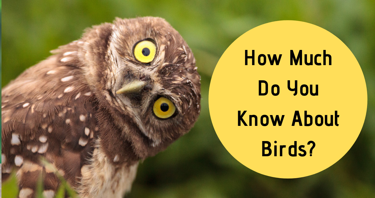 How Much Do You Know About Birds?