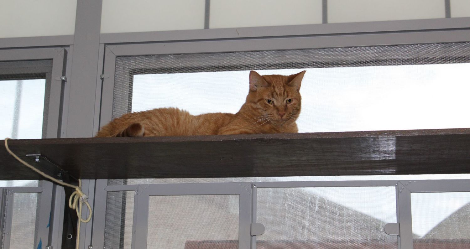 Prison Shelter Cats Cared For By Inmates