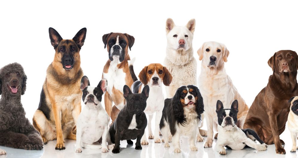 Can You Name 99 Dog Breeds?