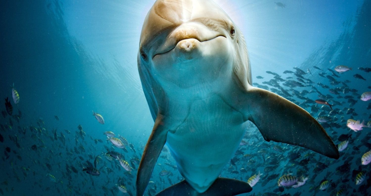 What Sea Creature Are You?