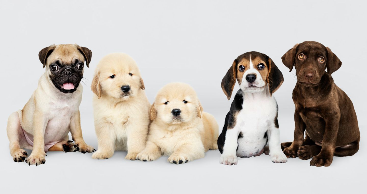 Your Favorite Things Will Reveal Which Type of Puppy You Are