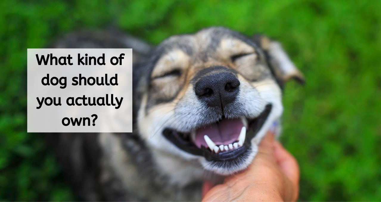 We Can Easily Determine The Kind Of Dog You Should Own