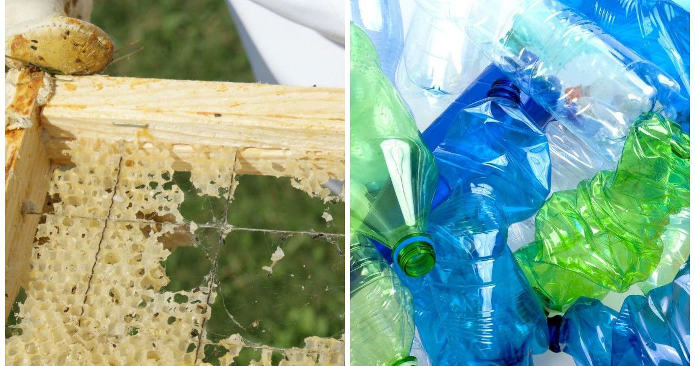 These Weird Little Worms Might Be The Solution To Eliminating Plastic Waste