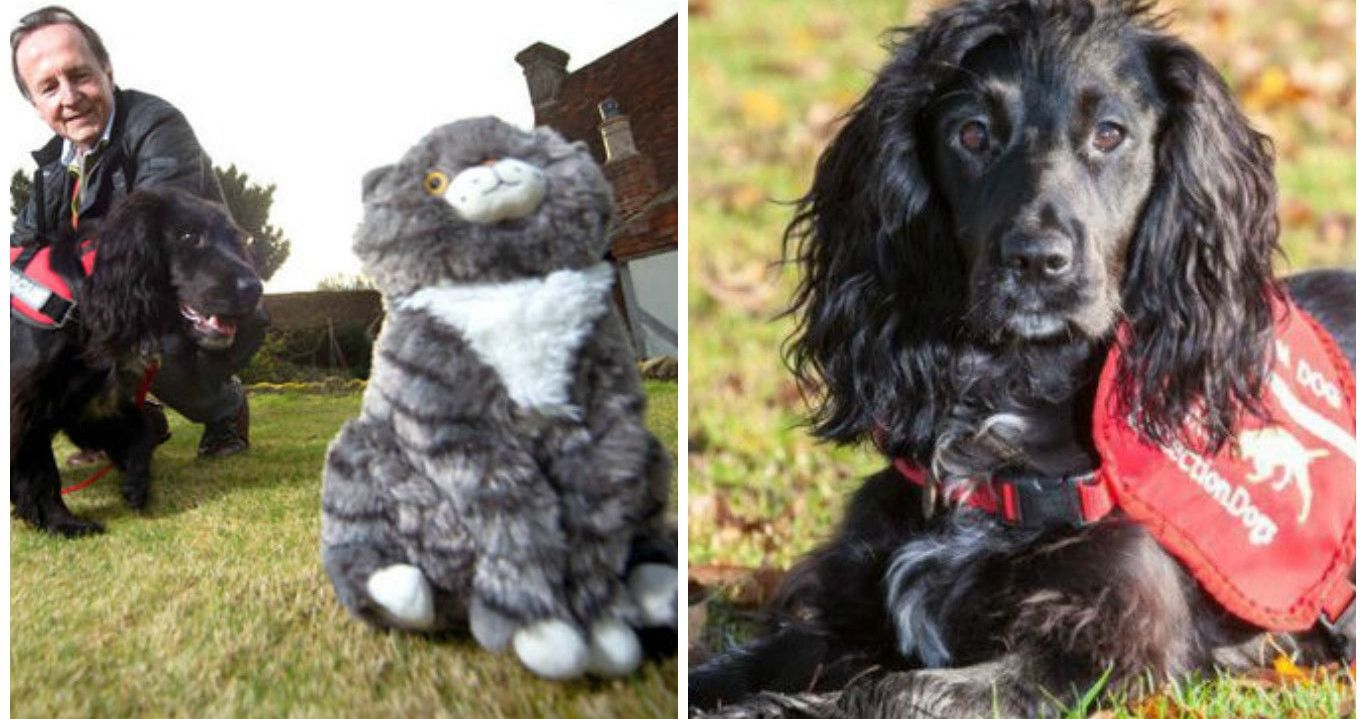 This Dog Is A Pet Detective Who Helps Find Missing Cats!