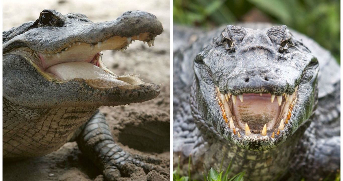 A 10-year-old In Florida Freed Herself From The Jaws Of An Alligator By 