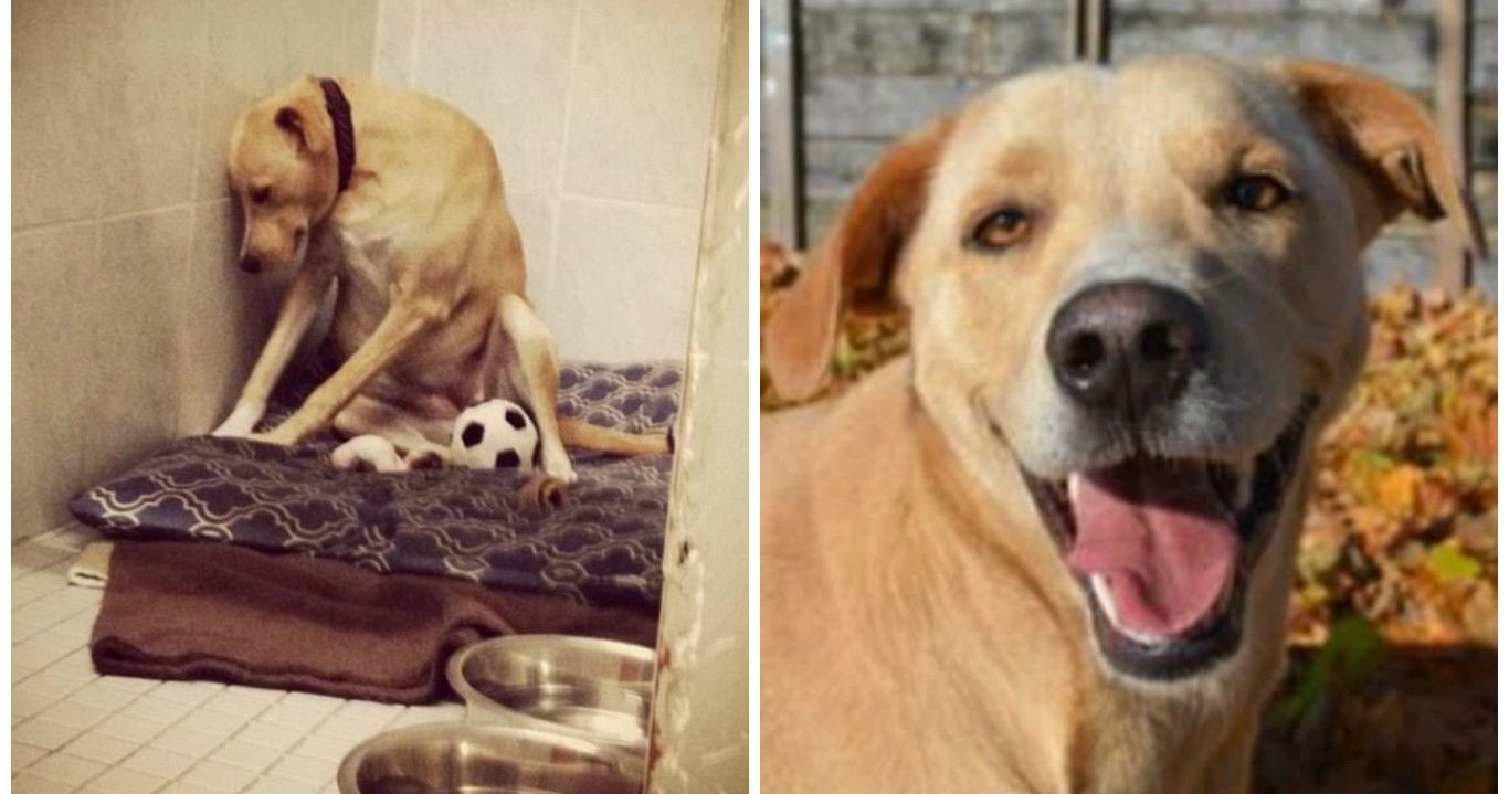 The Worlds Saddest Dog FINALLY Has A Happy Ending!