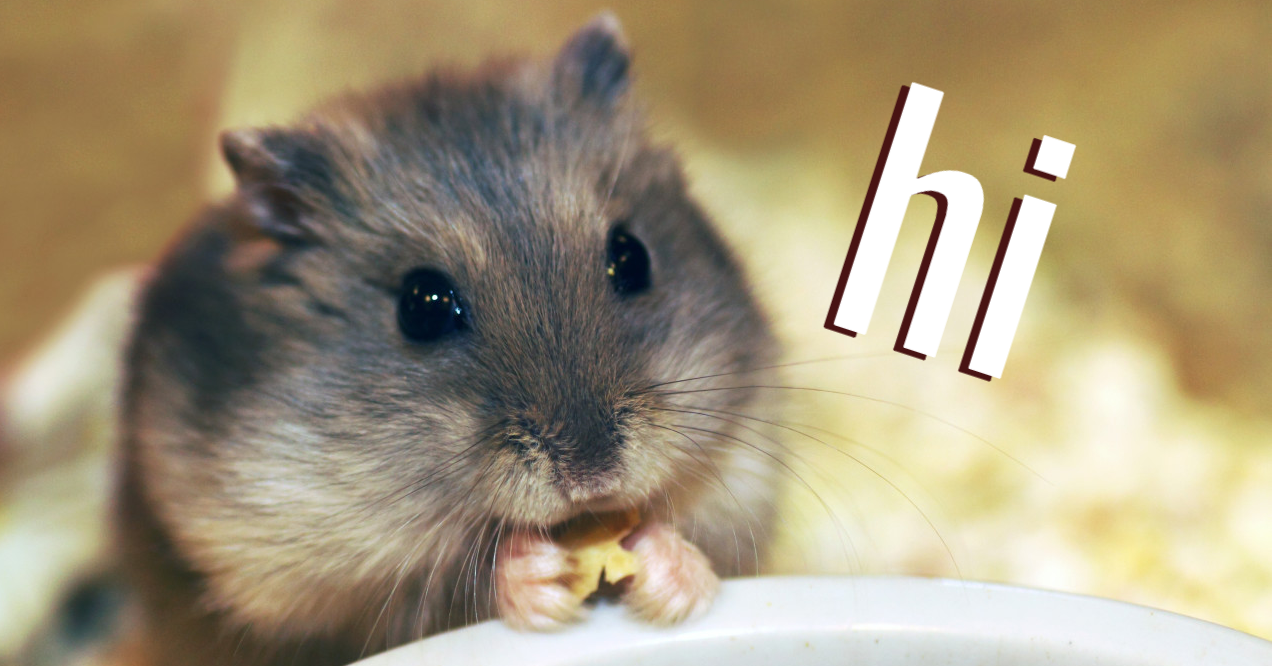 toniledesign: How Much Do Dwarf Hamsters Cost