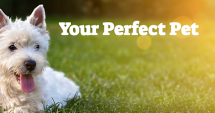 What Is Your Perfect Pet?