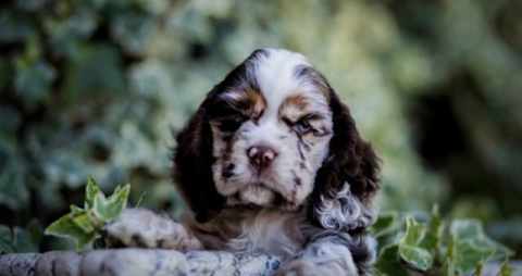 American cocker spaniel breeders