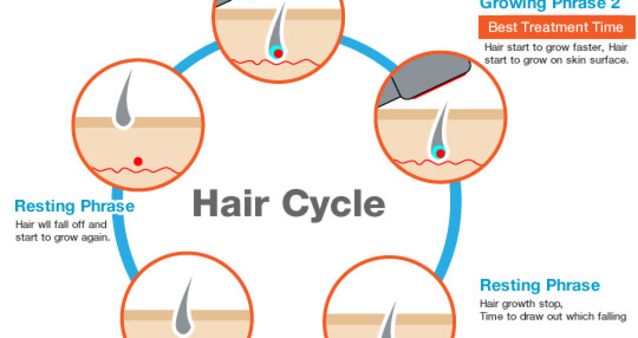 The Hair Growth Cycle: 4 Key Stages Explained | Philip Kingsley - Hair Guide