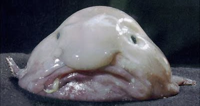 Le blobfish