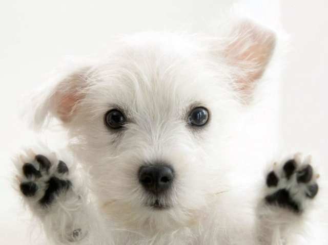 Será que esse cachorrinho fofo se coça? Pesquisa "acariasis" no Google para descobrir!