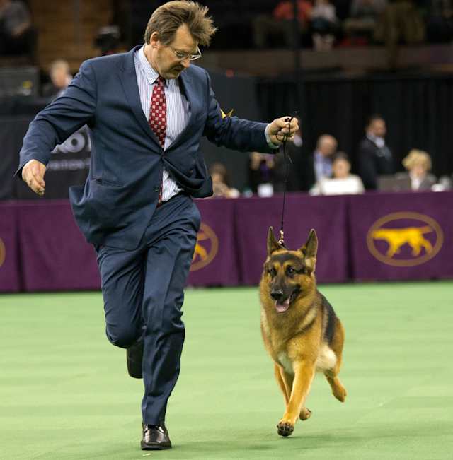 The German shepherd standard talks about quality and nobility. When you recognize it, it hits you at home, and that's what it really is. She is just magnificent.